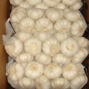 Pure White Garlic Exported to Japan