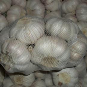500gram packing garlic