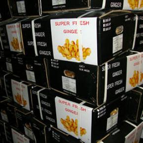 Fresh Ginger Packed in Carton