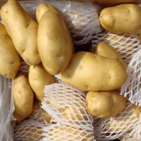 Holland Potato(carton packing)