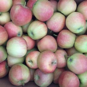 Fresh Gala Apple